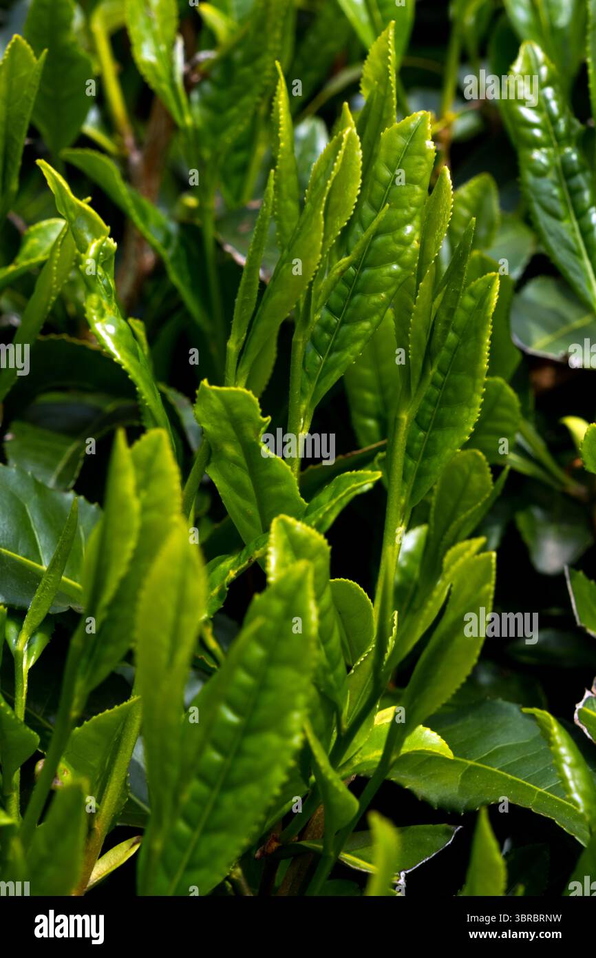 Fresh new spring Japanese green tea leaf sprouts called 