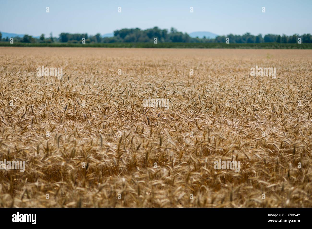 vast field of golden wheat under a clear blue sky, with a distant line ...