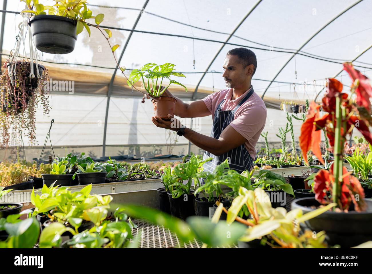 Indian man holding potted plant in greenhouse wearing striped apron ...