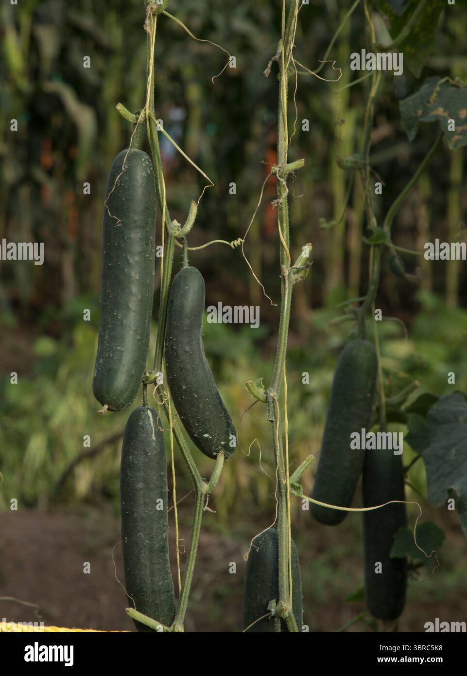 Vegetables In Rwanda Rwanda, Kigali. Vegetables grown at Mulindi Agri-show, where Rwandan ...