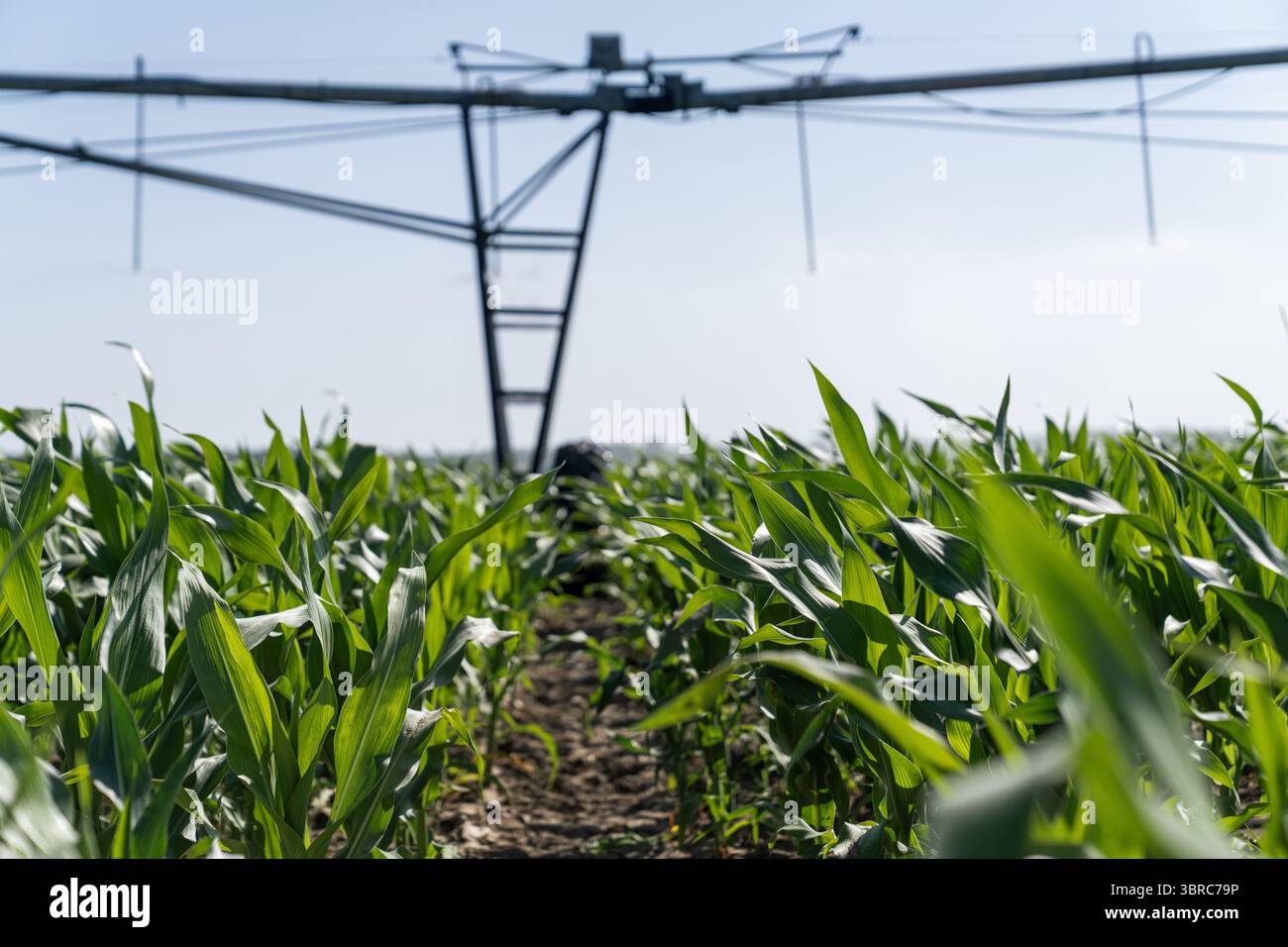 Agricultural pivot irrigation system on a corn field Stock Photo - Alamy