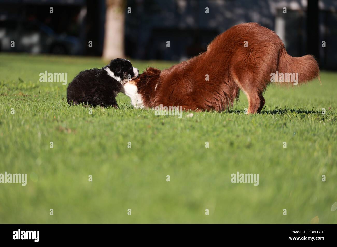 Two dogs are playing in a grassy field Stock Photo - Alamy