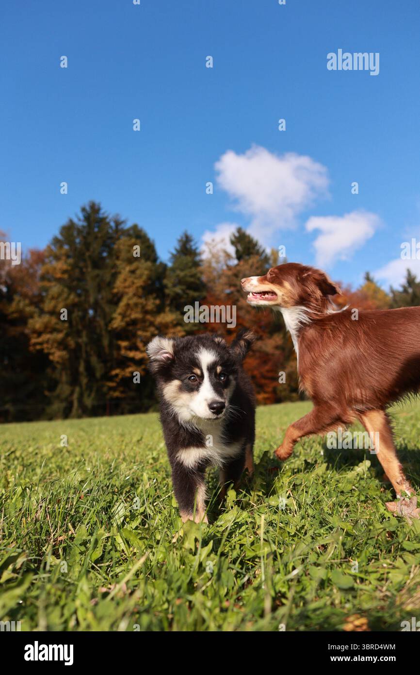 Two dogs are running in a grassy field Stock Photo - Alamy