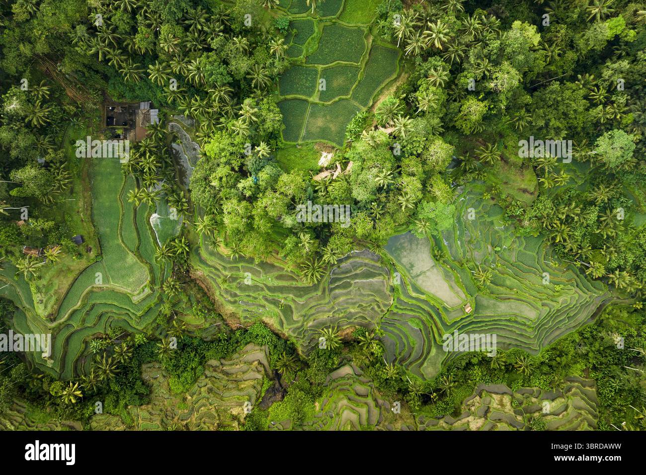 Emerald Rice Aerial view of emerald rice terraces cascading down verdant slopes, a ...