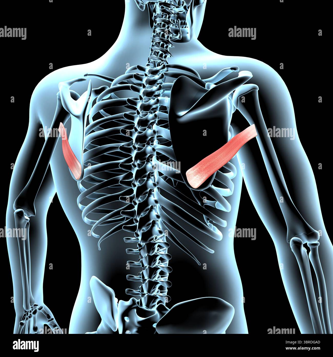 Muscle Position This 3d illustration shows the teres major muscles anatomical position ...