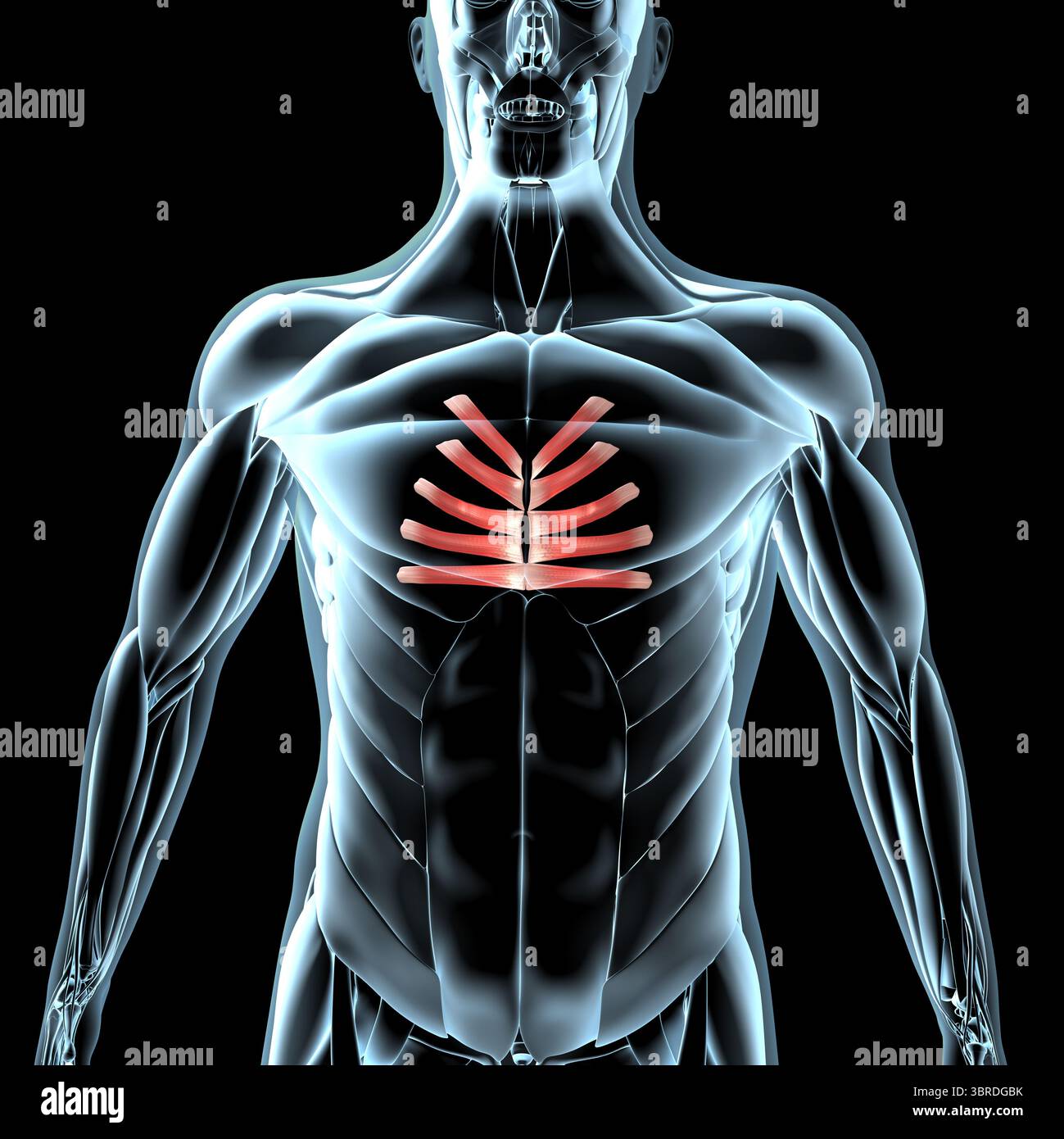 Upper chest muscles artwork hi-res stock photography and images - Alamy