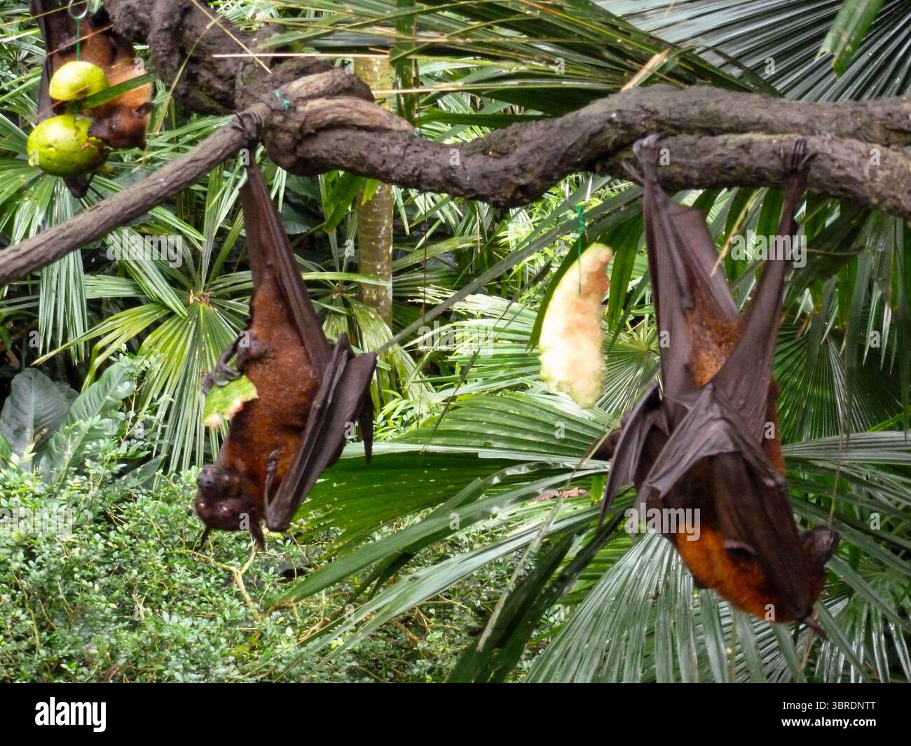 Fruit Bats hanging upside down and eating at Singapore Zoo Stock Photo ...