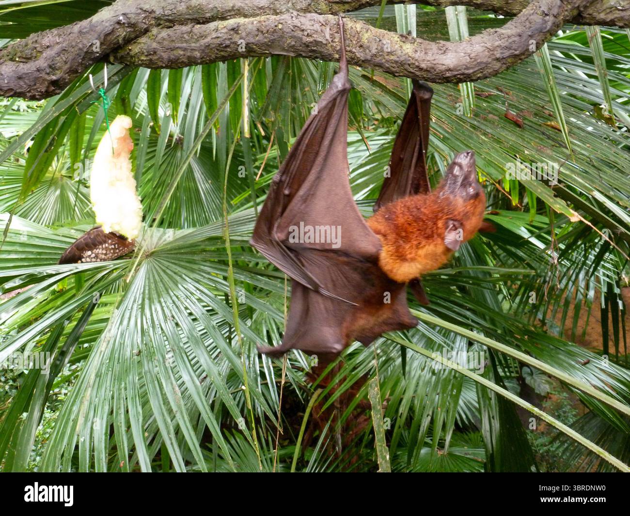 Fruit Bats hanging upside down and eating at Singapore Zoo Stock Photo ...