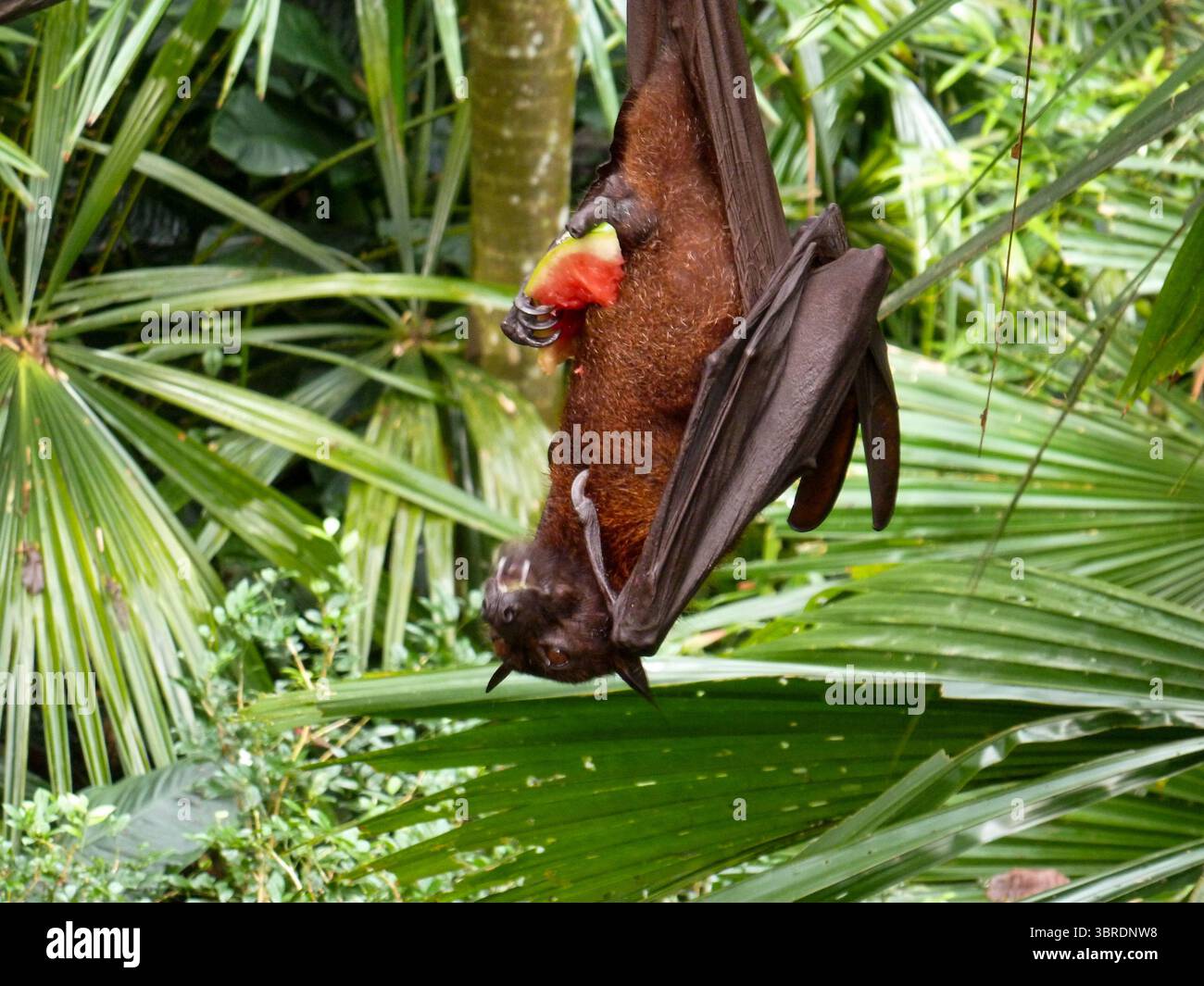 Fruit Bats hanging upside down and eating at Singapore Zoo Stock Photo ...