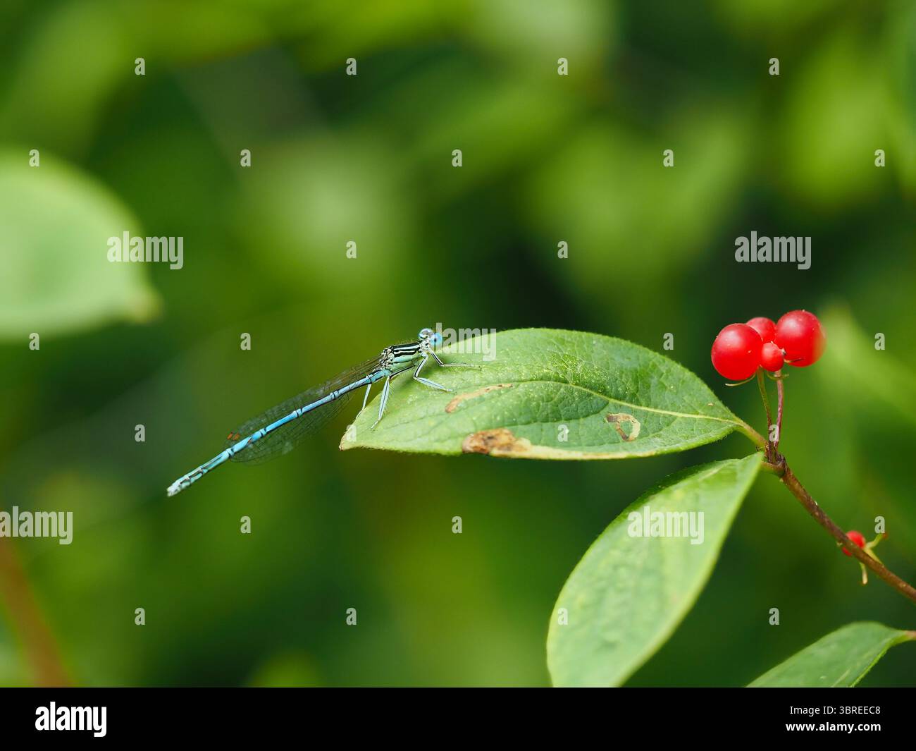 Common blue damselfly perched on a leaf with red berries Stock Photo