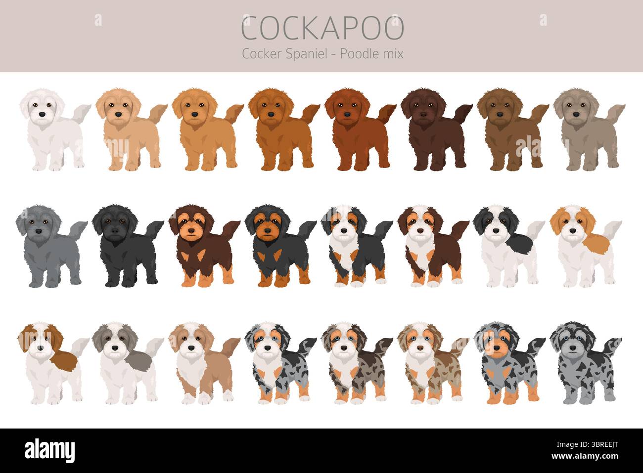 dog; cockapoo; cockerpoo; spoodle; cockerdoodle; infographic; cockapoos ...