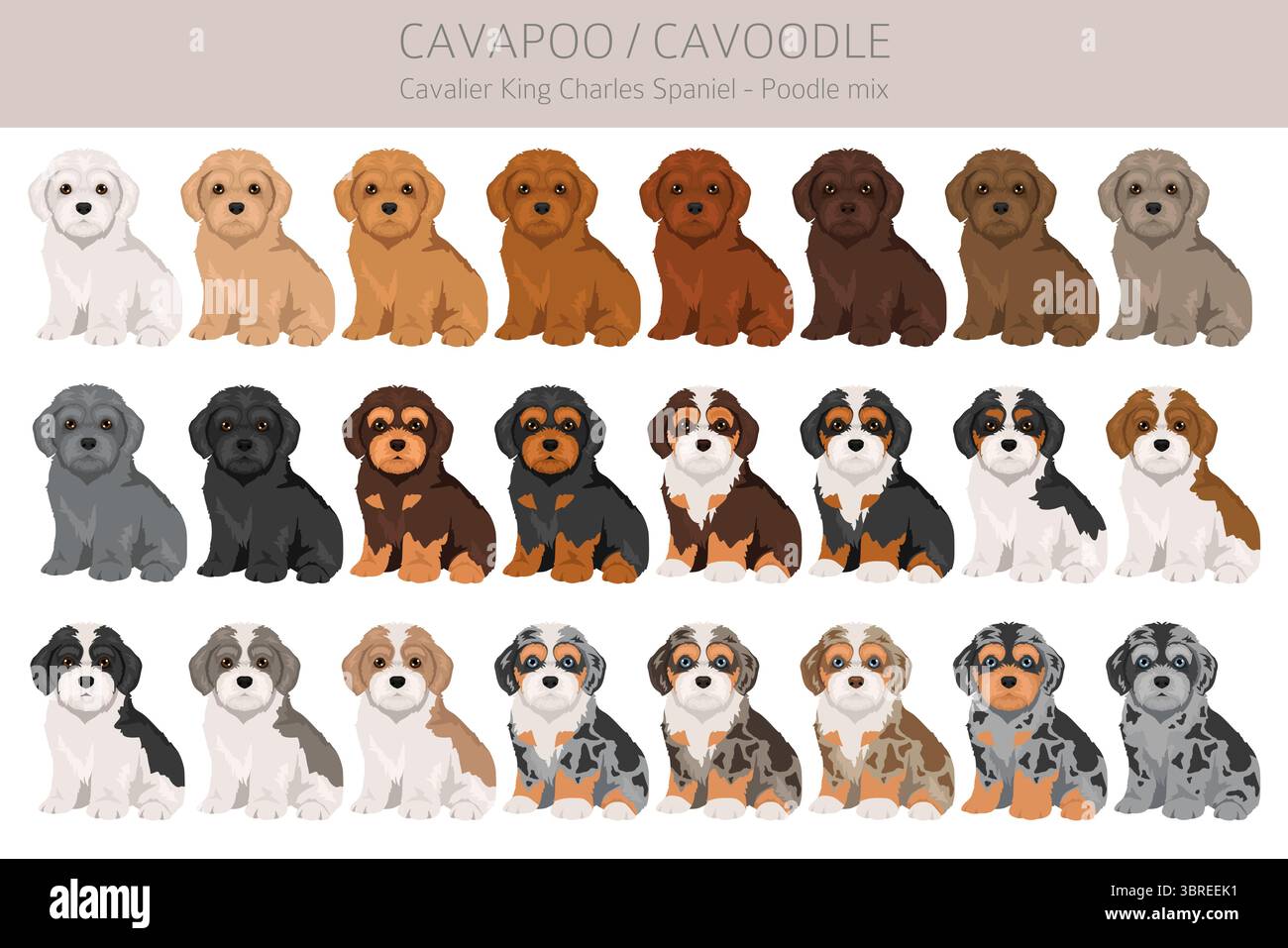 Cavapoo, Cavoodle clipart. Cavalier King Charles Spaniel Poodle mix ...