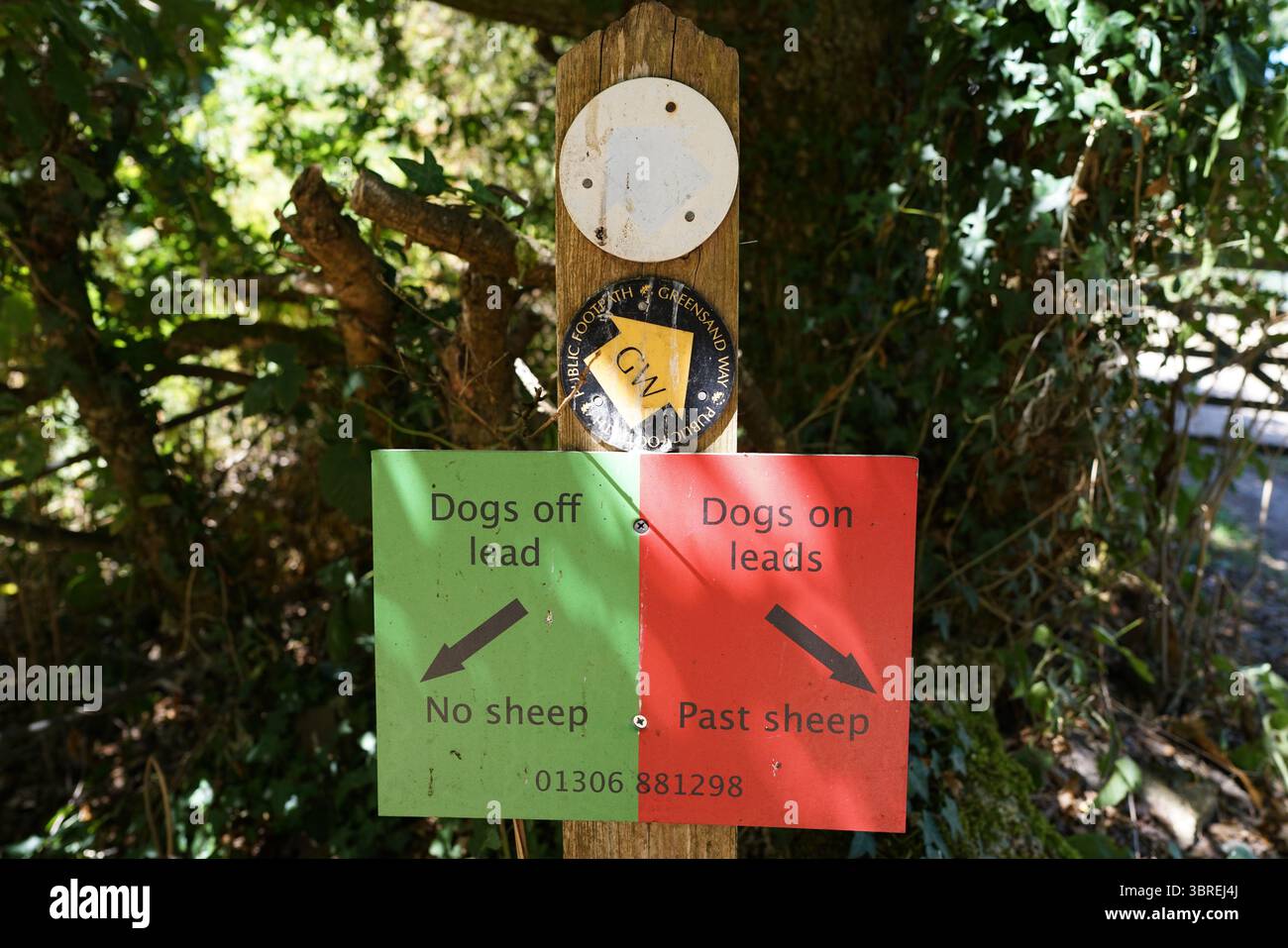 Trail Sign Indicating Dog Rules and Directions Amid Woodland Path ...