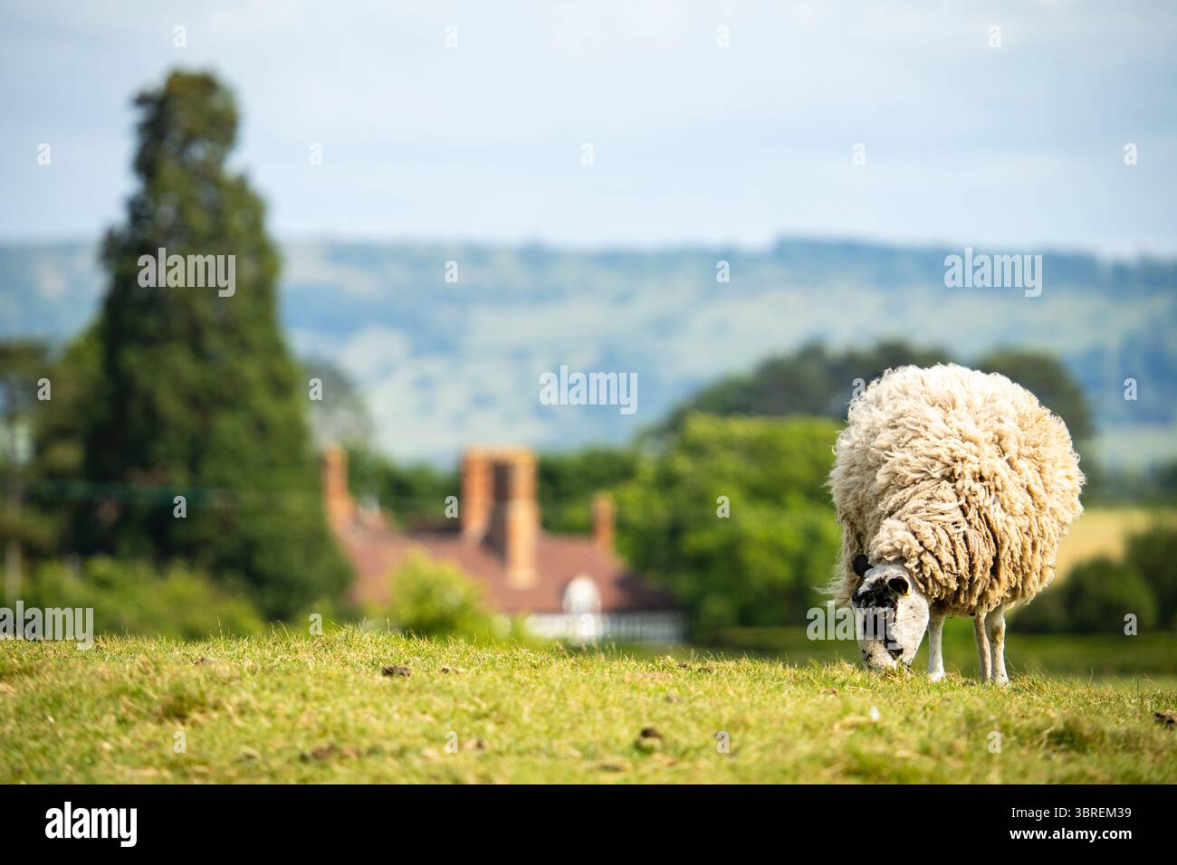 A sheep grazing near Pirton, Worcestershire Stock Photo