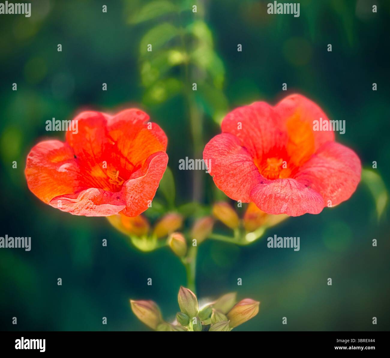 Close-up of two bright orange trumpet vine flowers in bloom, with green foliage in the background and diffused lighting. - Smartphone Captured Stock Image