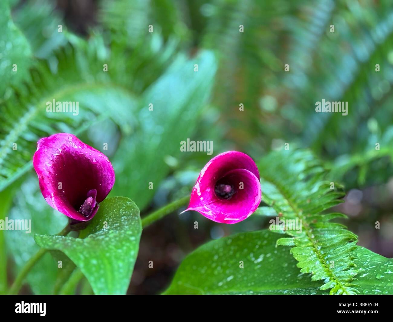Close-up of two vivid magenta calla lilies nestled among green ferns in a forest garden setting, with water droplets on the petals. - Smartphone Captured Stock Image