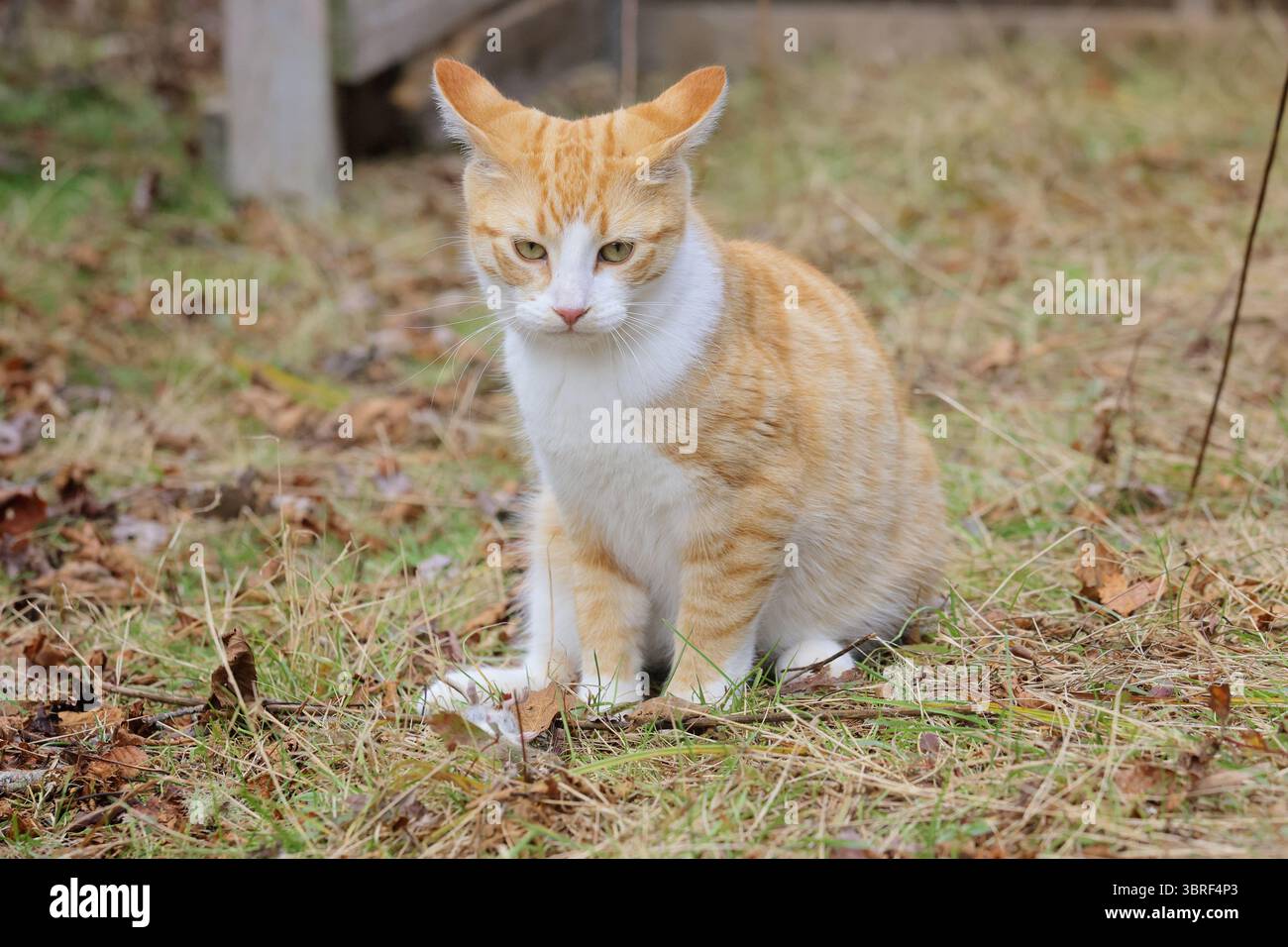 Grumpy orange and white tabby kitten scowling at the camera Stock Photo ...