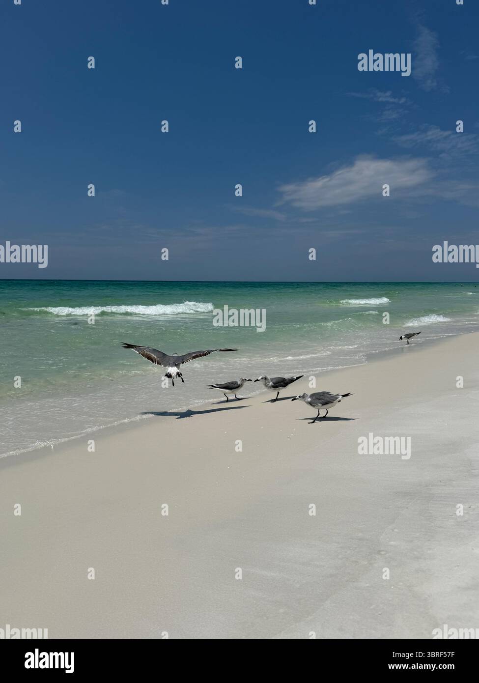 Seagulls with view of the Gulf of Mexico Florida water - Smartphone Captured Stock Image