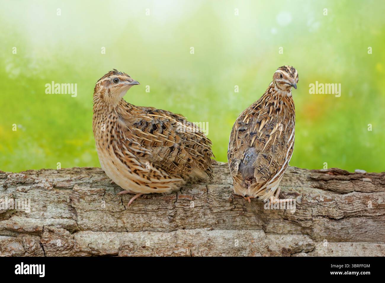 common quail  Coturnix coturnix Stock Photo