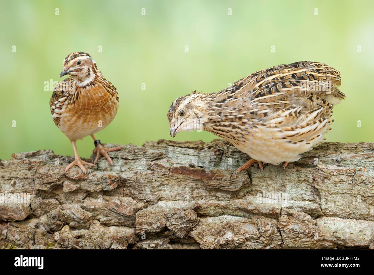 common quail Coturnix coturnix Stock Photo