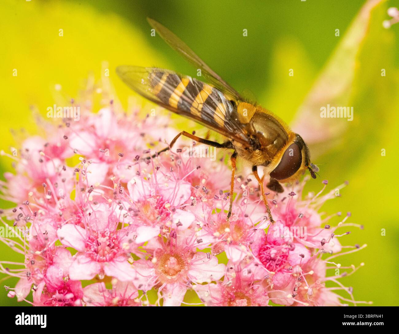 Flower Parts Insect Insects on flower heads taken with a macro lens Stock Photo - Alamy