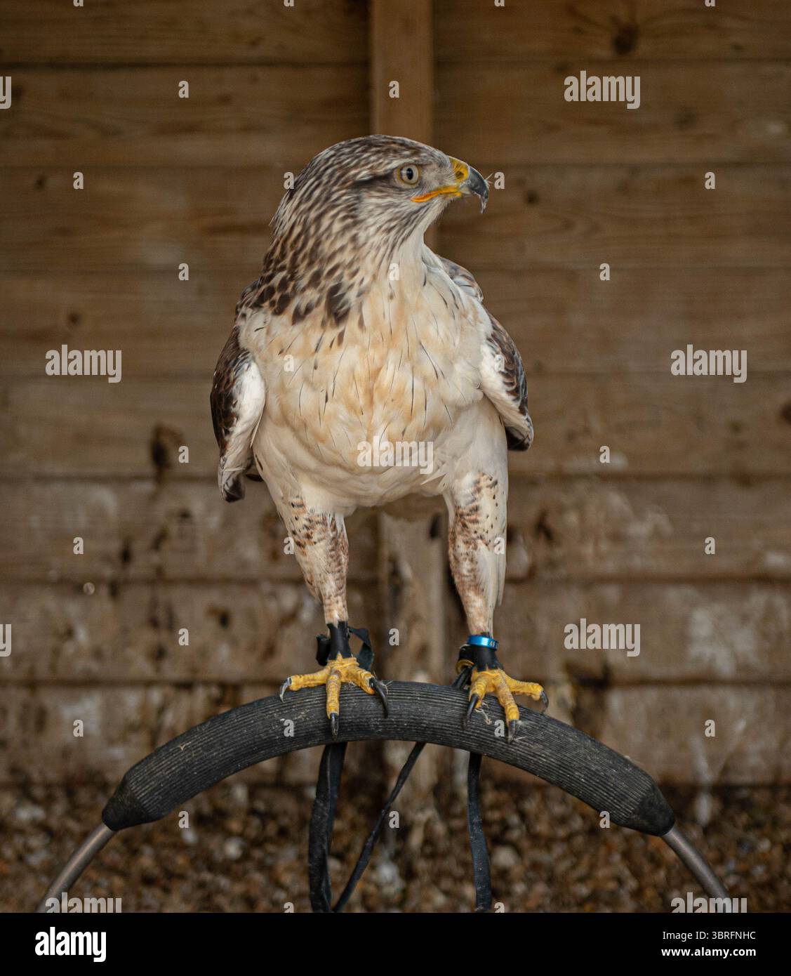 Birds of Prey in captivity Stock Photo