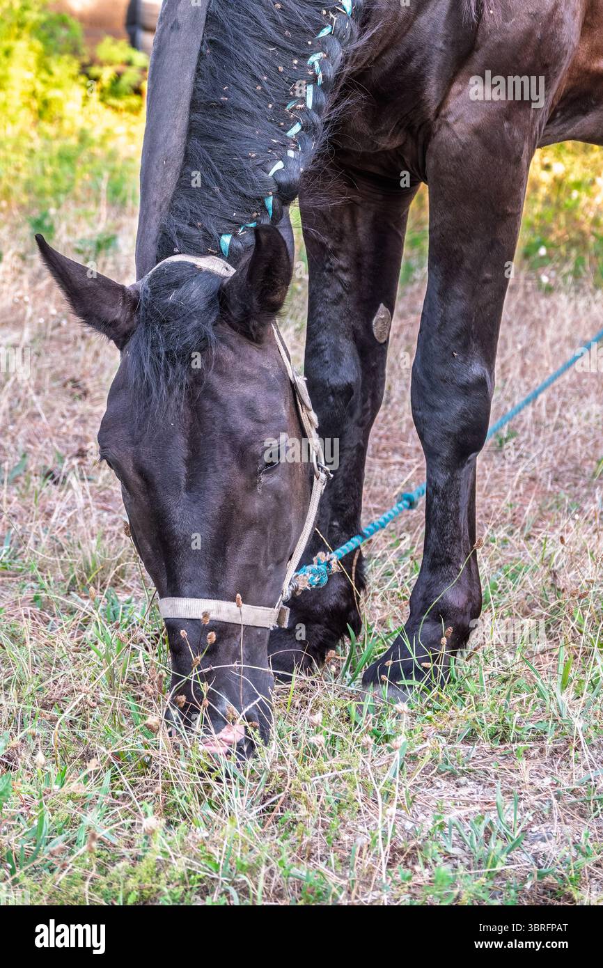 Brown horse grazing in the pasture with a lot of flies on the face ...
