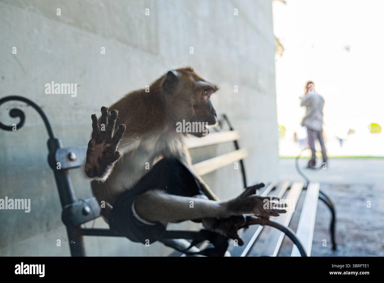Trapped Primate Hand Behind Glass Stock Photo - Alamy