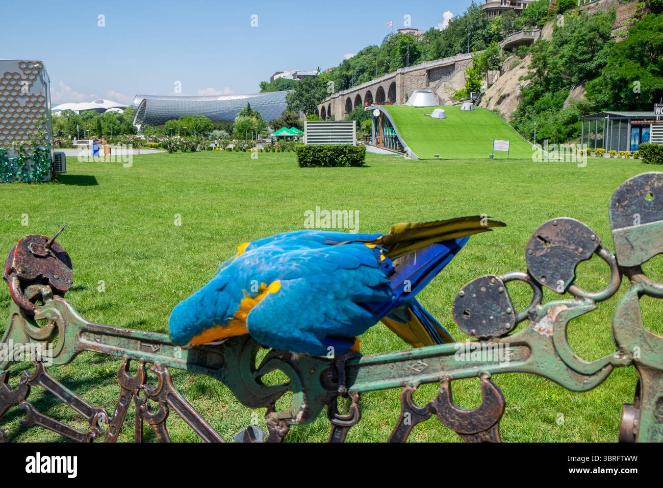 Colorful blue and yellow macaw standing on grass, vibrant exotic parrot in natural sunlight. Stock Photo