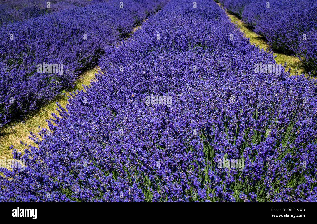 Fields of purple and white lavender. Closeup images of lavender fields in bloom create a mosaic image Stock Photo