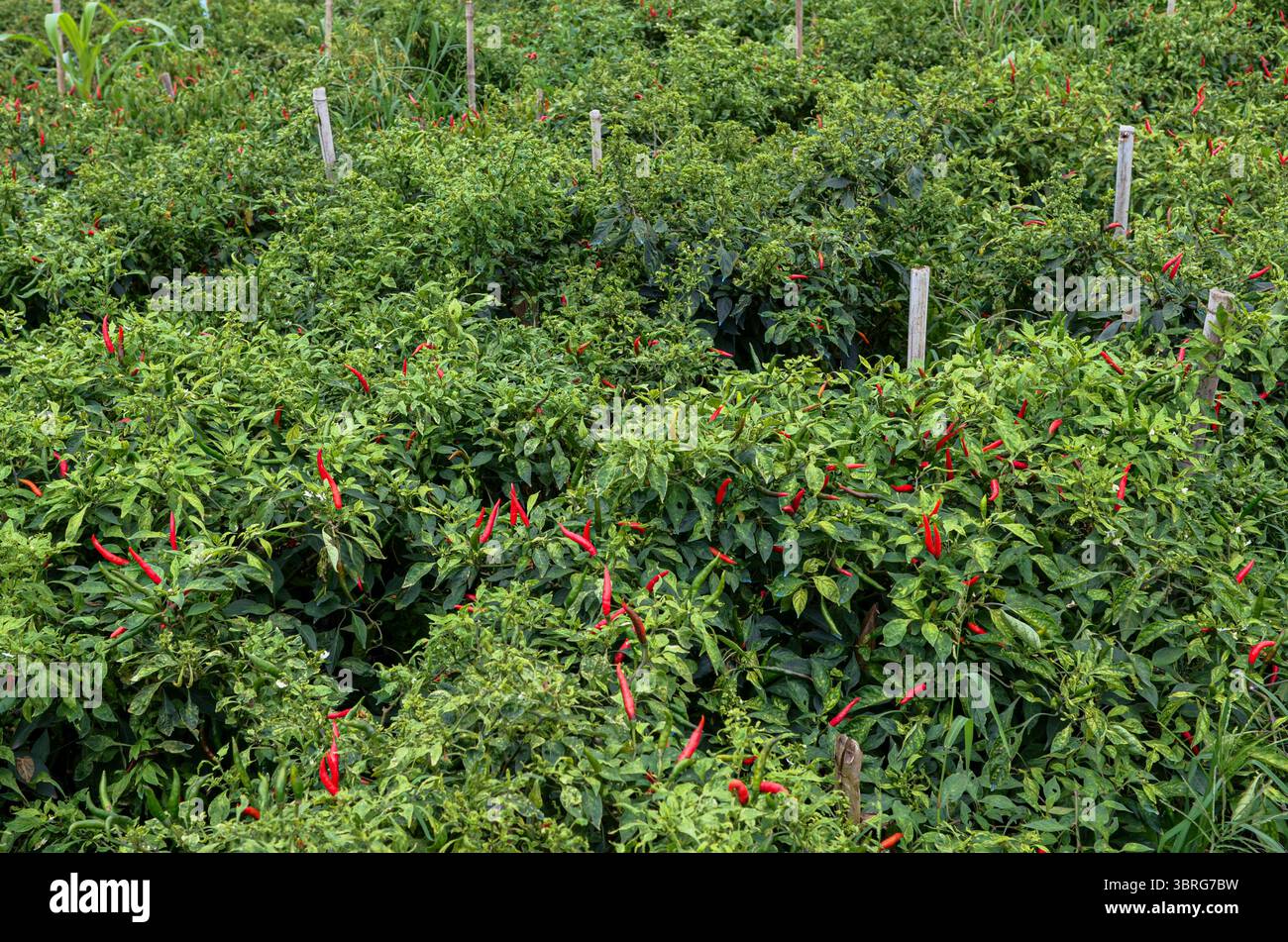 100 thai baht hi-res stock photography and images - Page 4 - Alamy