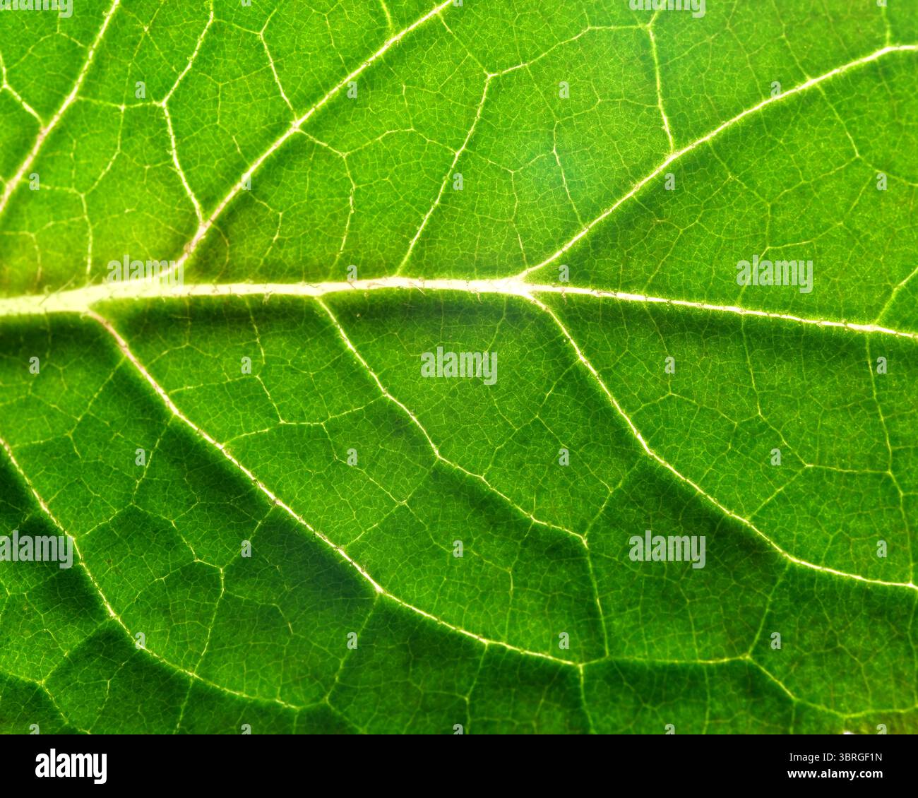 Showcasing intricate vein patterns hi-res stock photography and images ...
