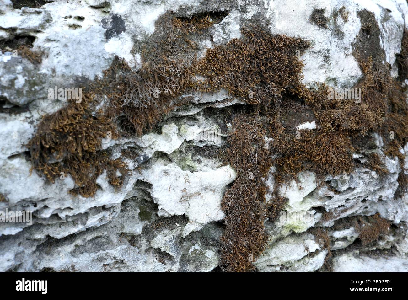 Unique patterns emerge from dense moss on rugged stone surfaces. Stock Photo