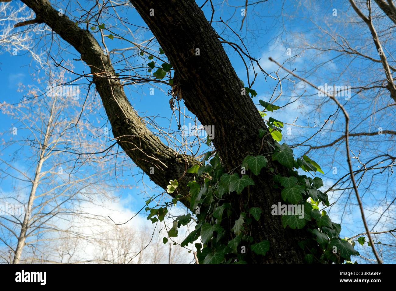 Vibrant green ivy wraps around a tall, rugged tree under a blue sky. Stock Photo