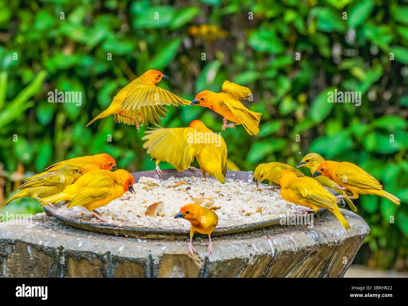 Golden Palm Weaver Stock Photo