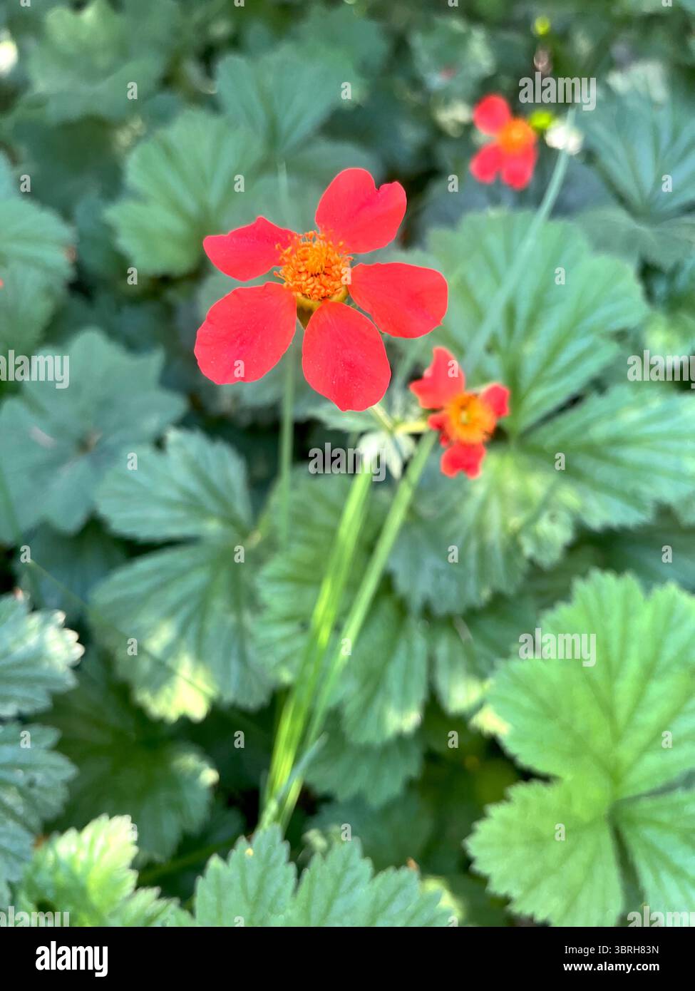 Scarlet avens Geum chiloense, Geum quellyon in natural habitat Rila Mountain Nature Reserve and National Park, Bulgaria, Balkans, Southeastern Europe - Smartphone Captured Stock Image
