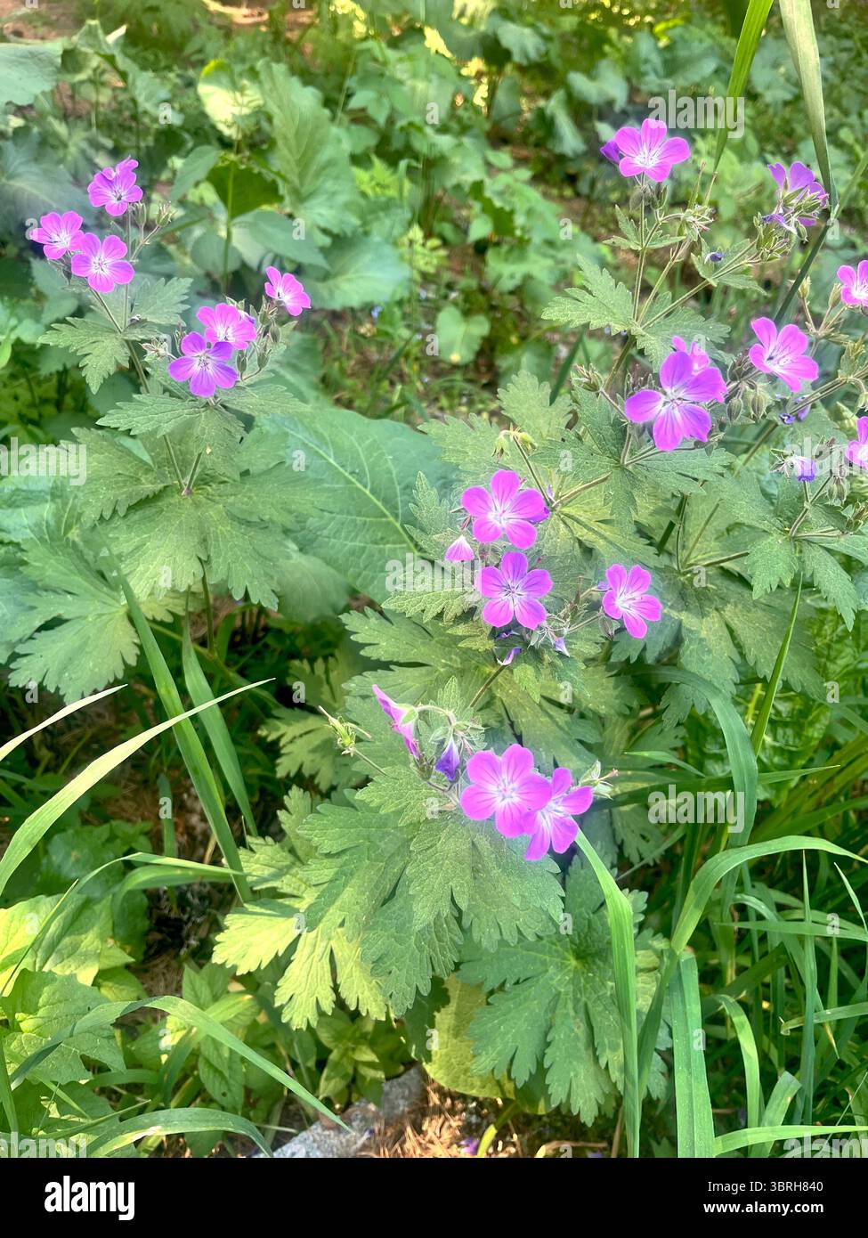 Geranium sylvaticum wood cranesbill or woodland geranium in Rila Mountain Nature Reserve and National Park, Bulgaria, Balkans, Southeastern Europe - Smartphone Captured Stock Image