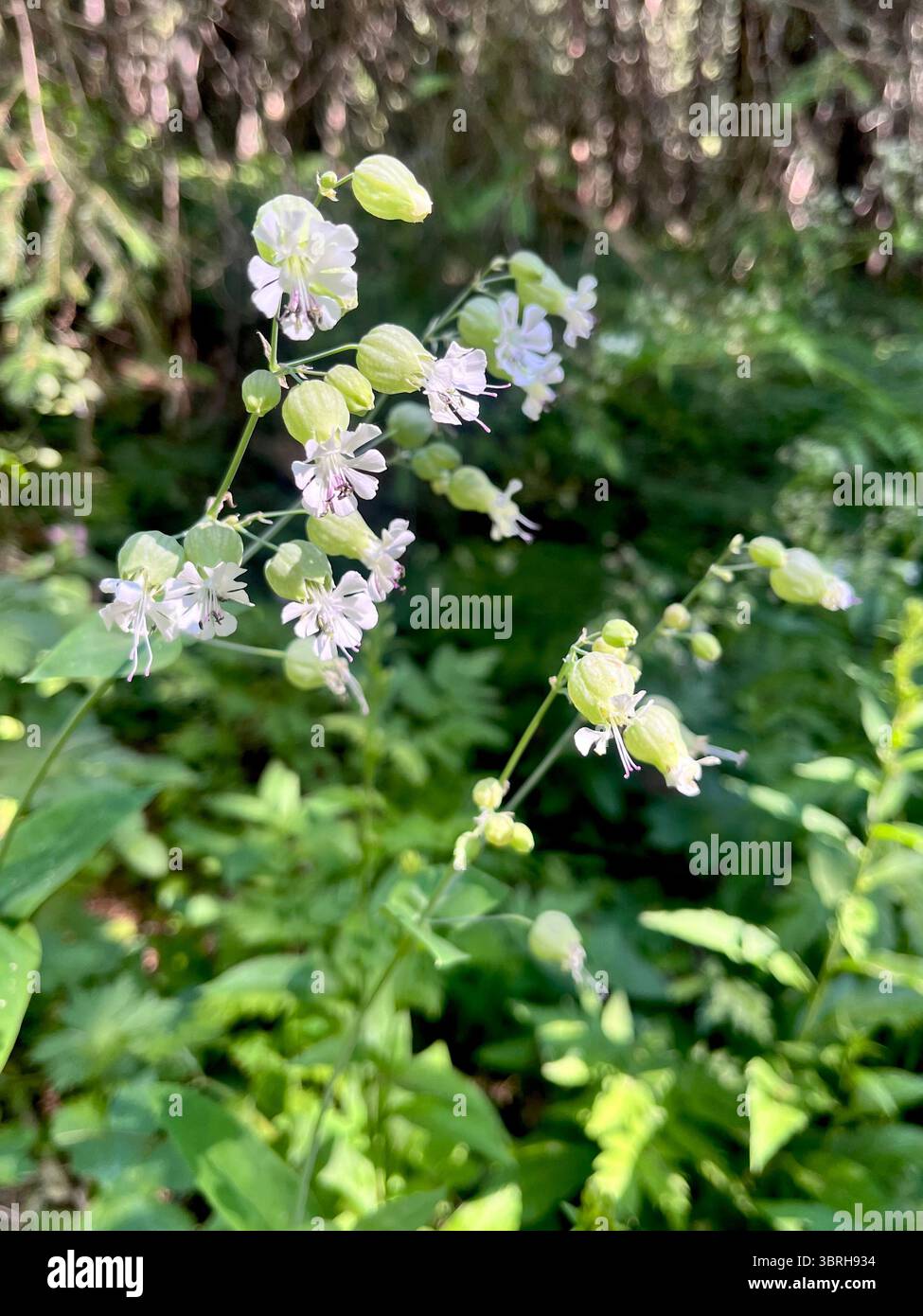 Bladder Campion or Silene vulgaris sculpit flowering in natural habitat Rila Nature Reserve and National Park, Bulgaria, Balkans, Southeastern Europe - Smartphone Captured Stock Image
