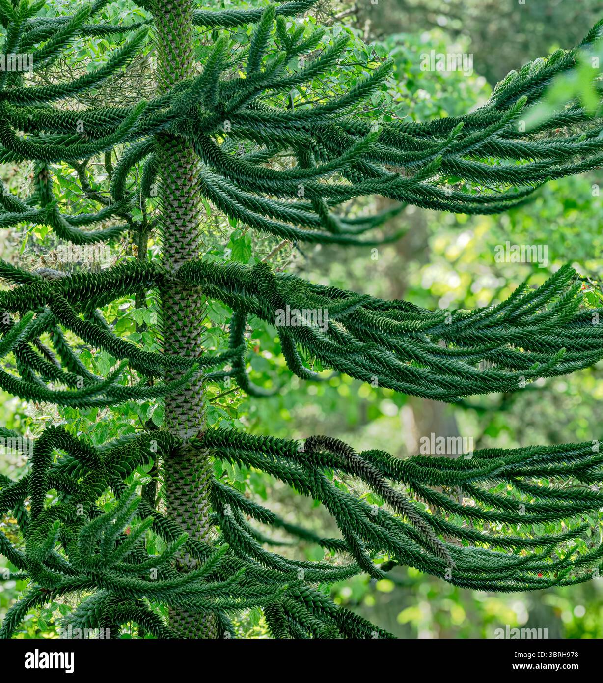 Monkey tree, Araucaria araucana. Comes from the Andes in Chile, more ...
