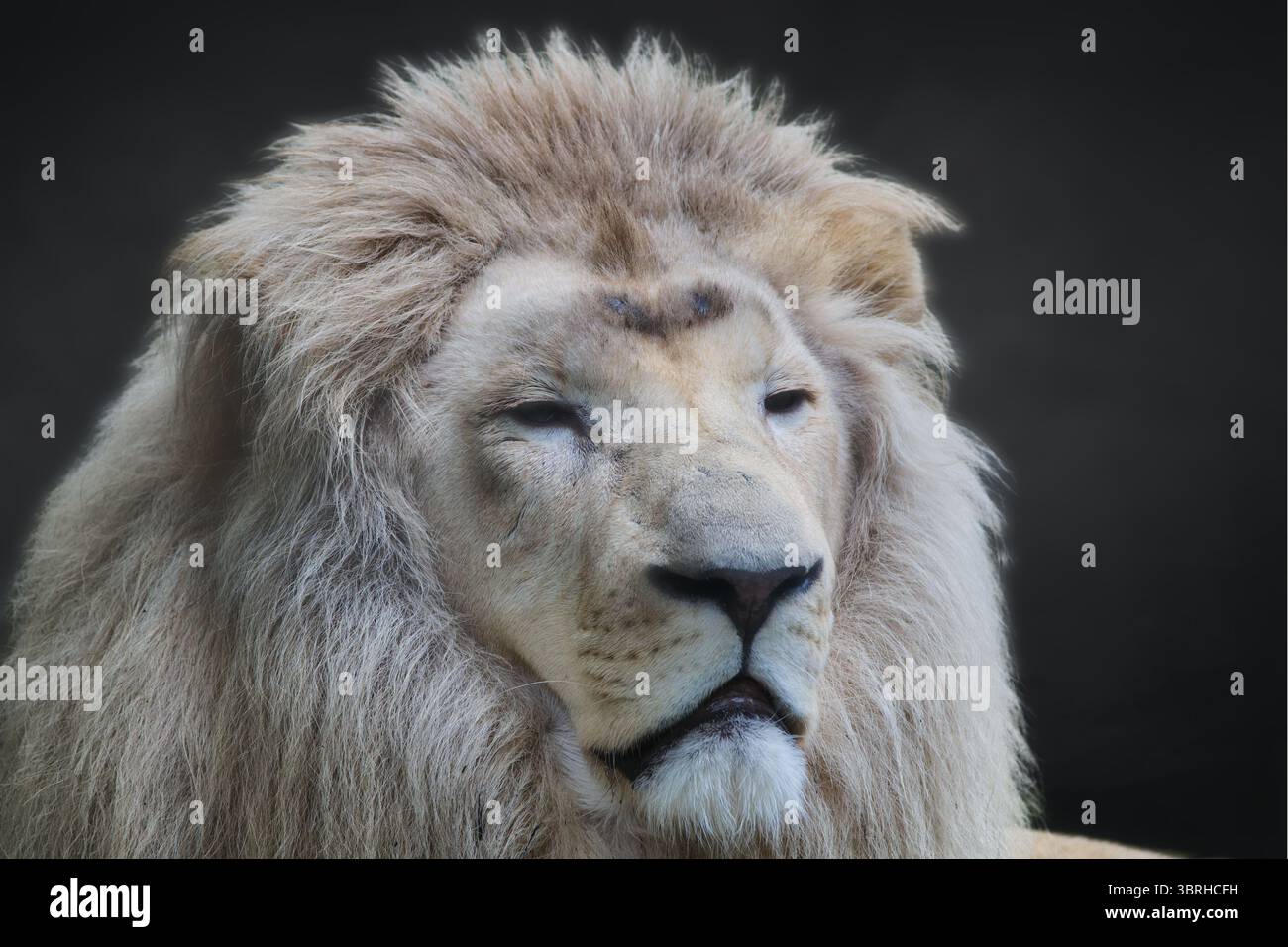 Male lion face closeup hi-res stock photography and images - Alamy