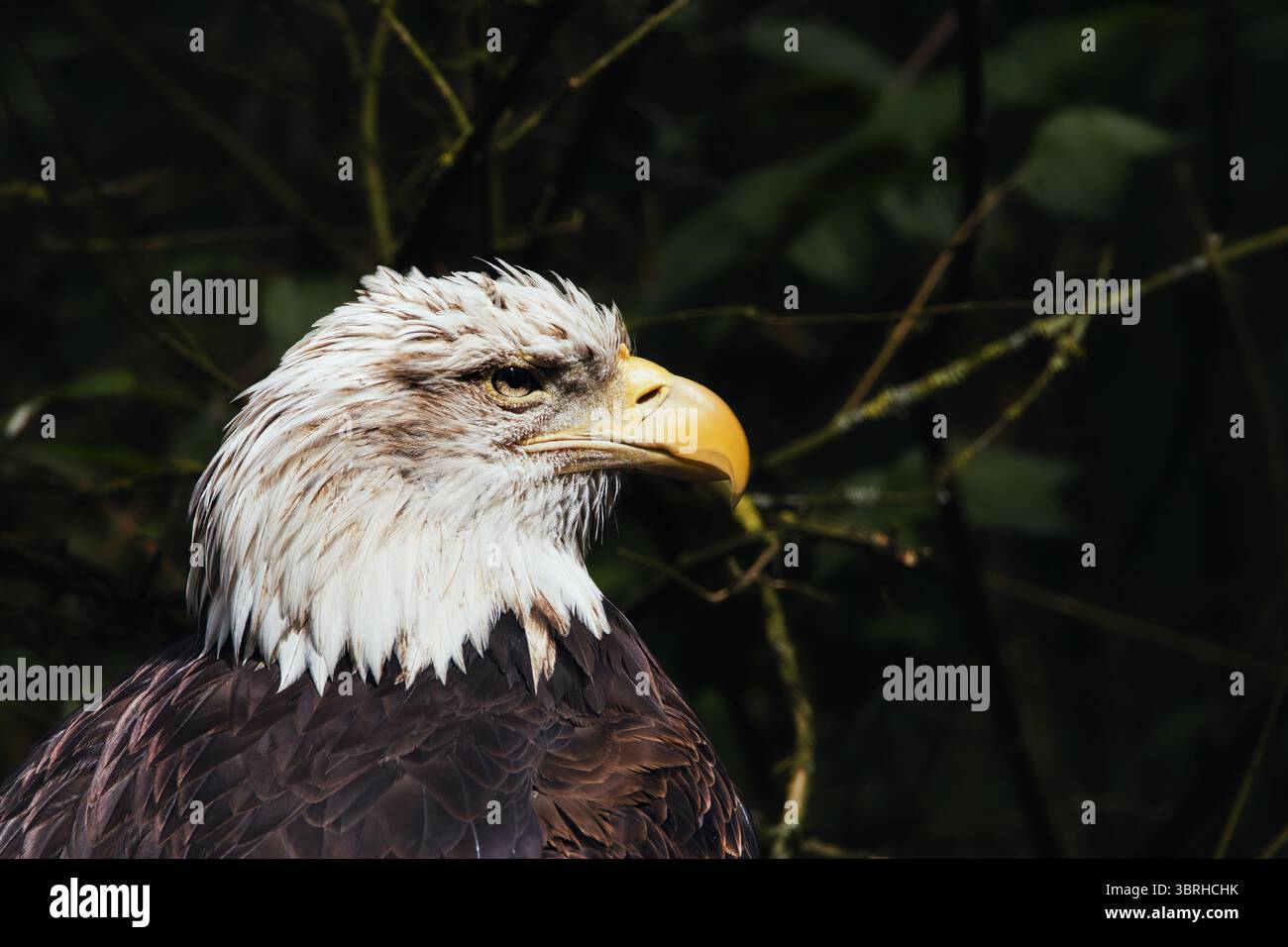 portrait of a bald eagle Stock Photo