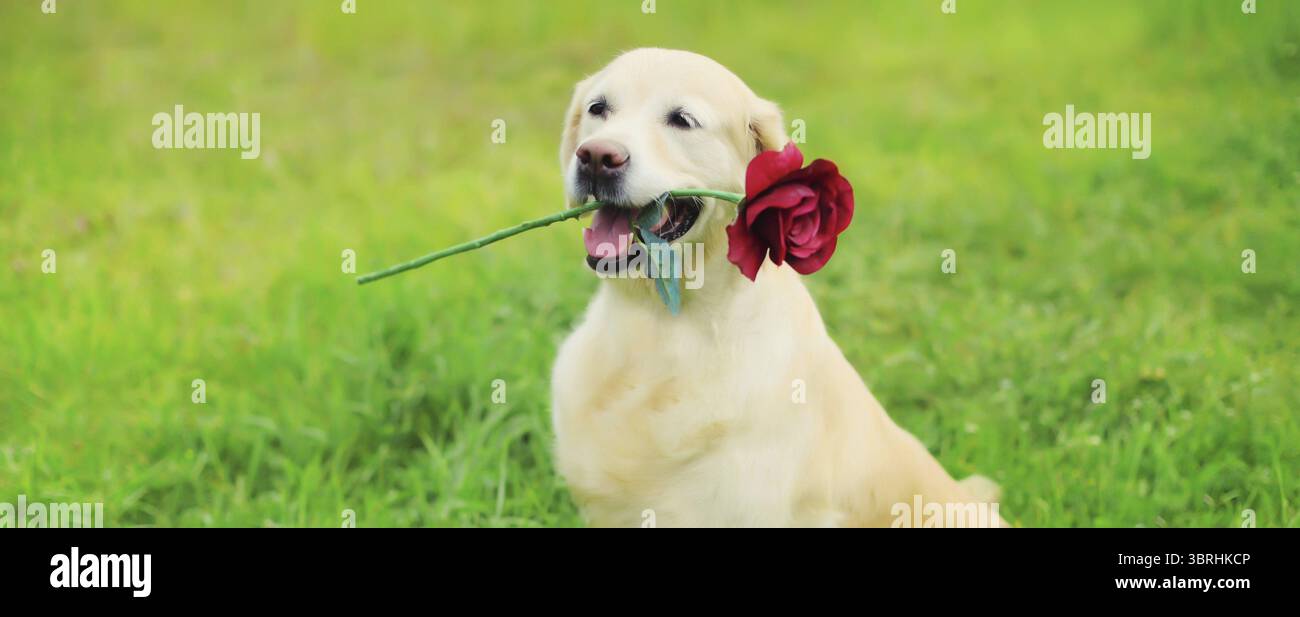 Portrait of Golden Retriever dog holding flower rose in mouth in summer ...