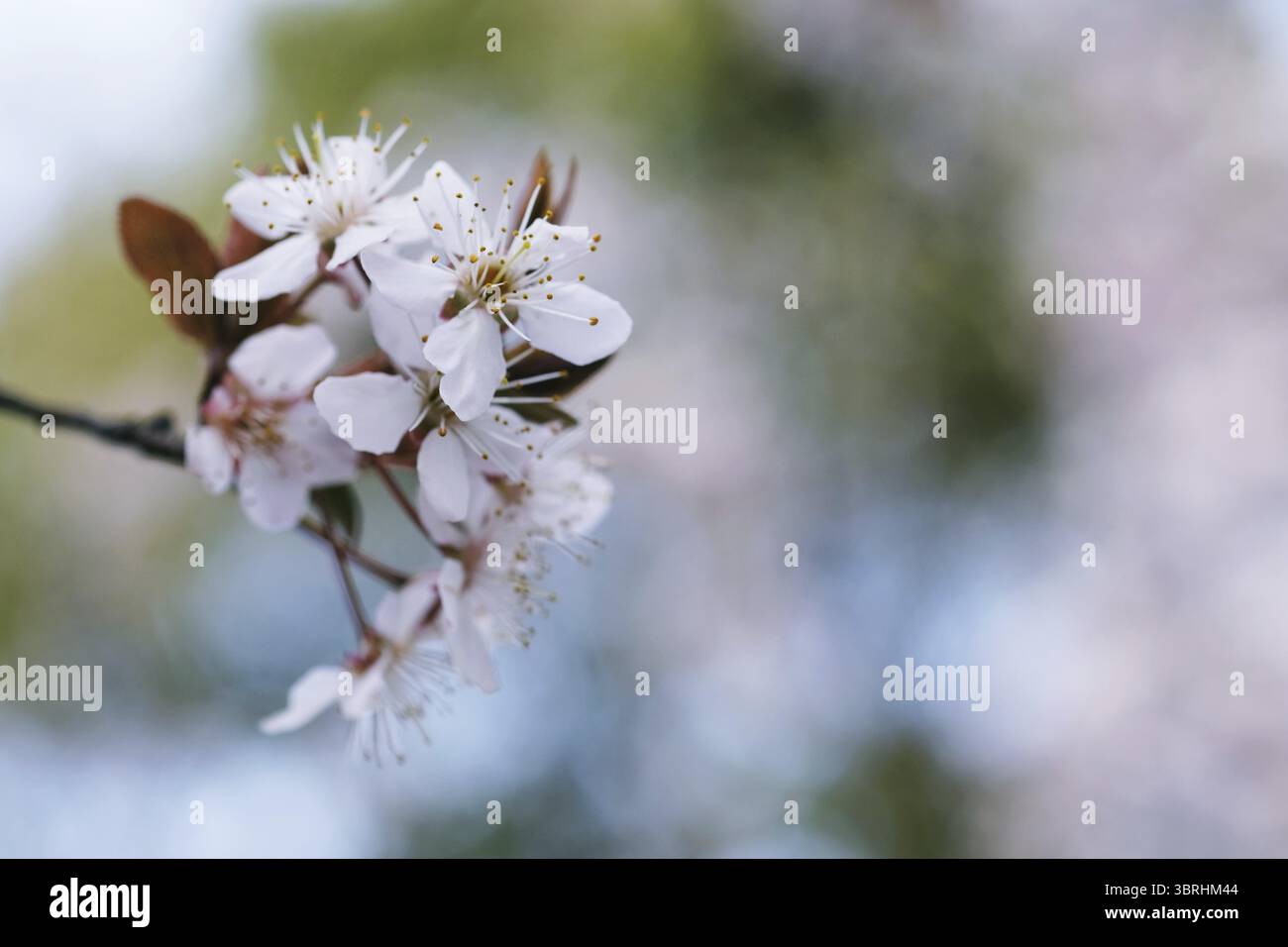 Cherry Blossom or Sakura flower on nature background Stock Photo - Alamy
