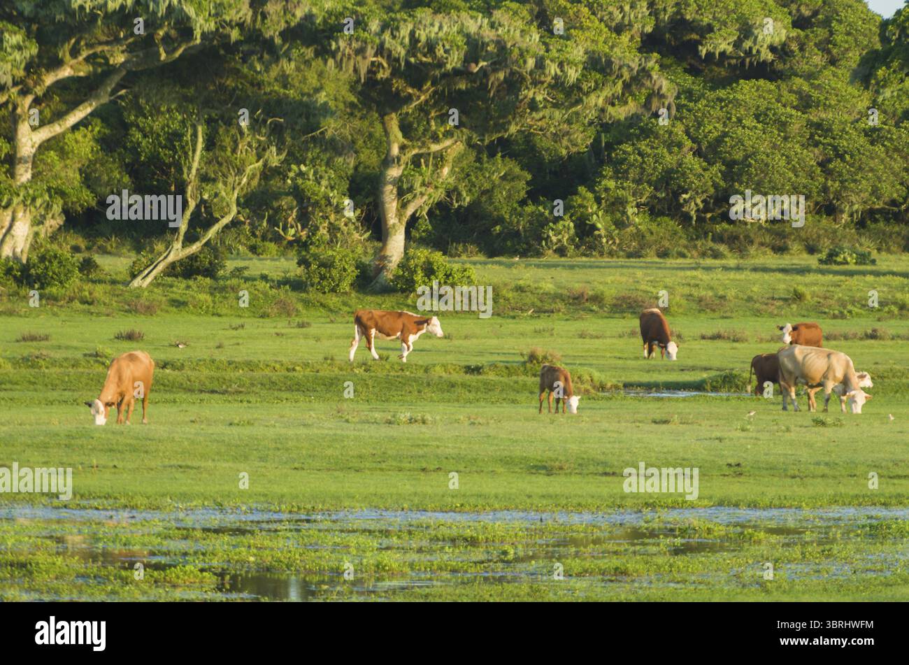 Cows inside the Taim Ecological Station, cattle in the pasture Stock ...