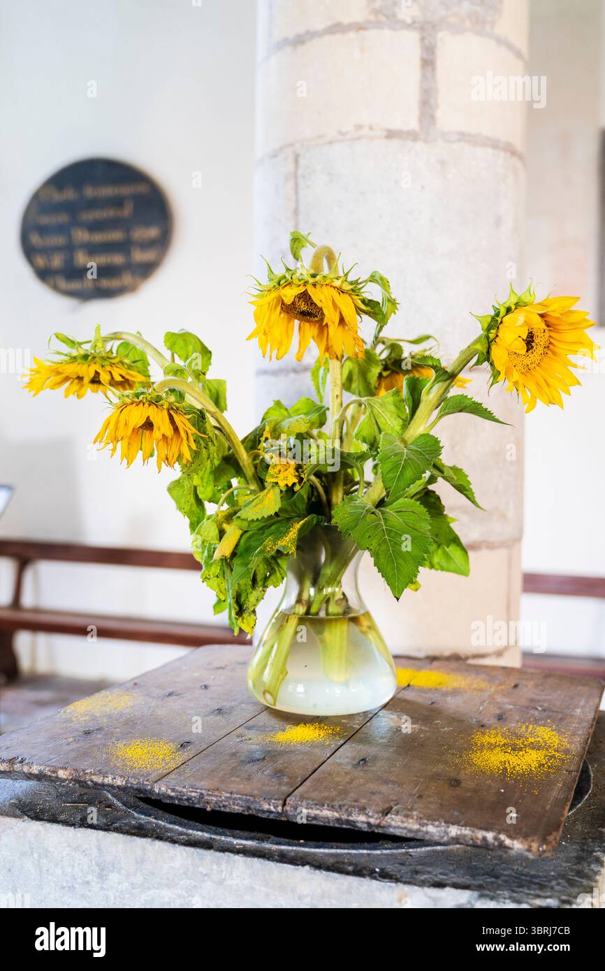 Five sunflowers hi-res stock photography and images - Alamy