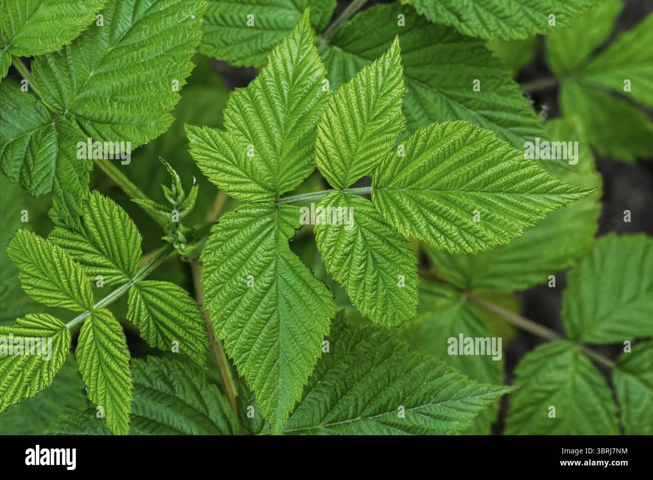 Inspiring Raspberry Bush Leaves Gallery