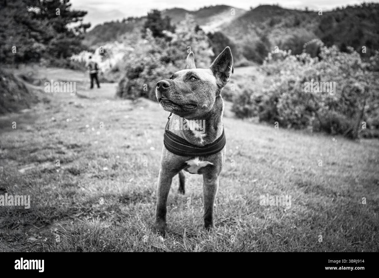 Black and White Portrait of a Dog in Nature Stock Photo - Alamy
