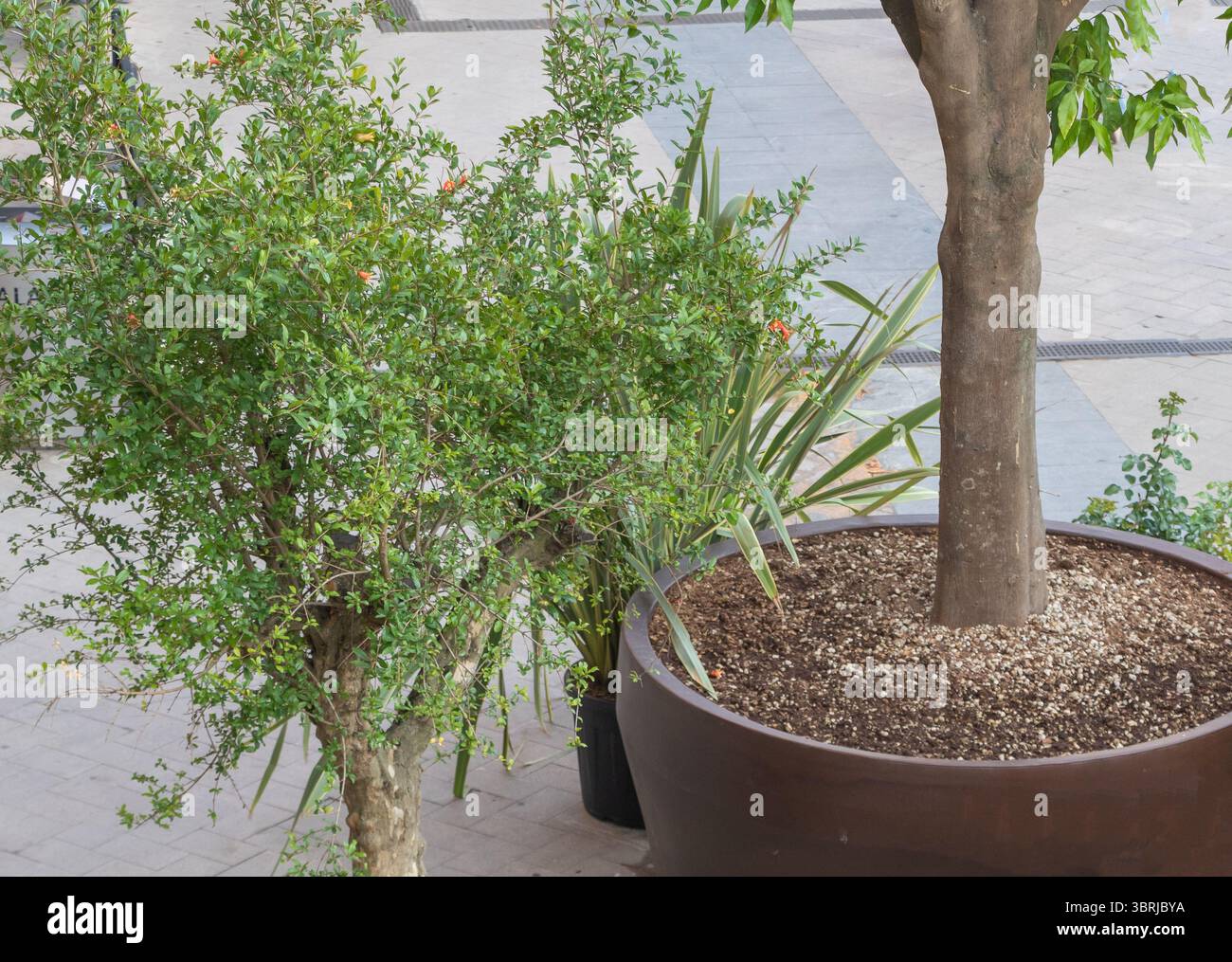 Pomegranate plant in pot hi-res stock photography and images - Alamy
