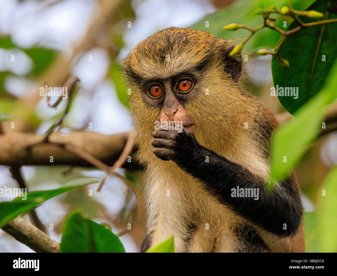 Canoe close up mangrove hi-res stock photography and images - Alamy