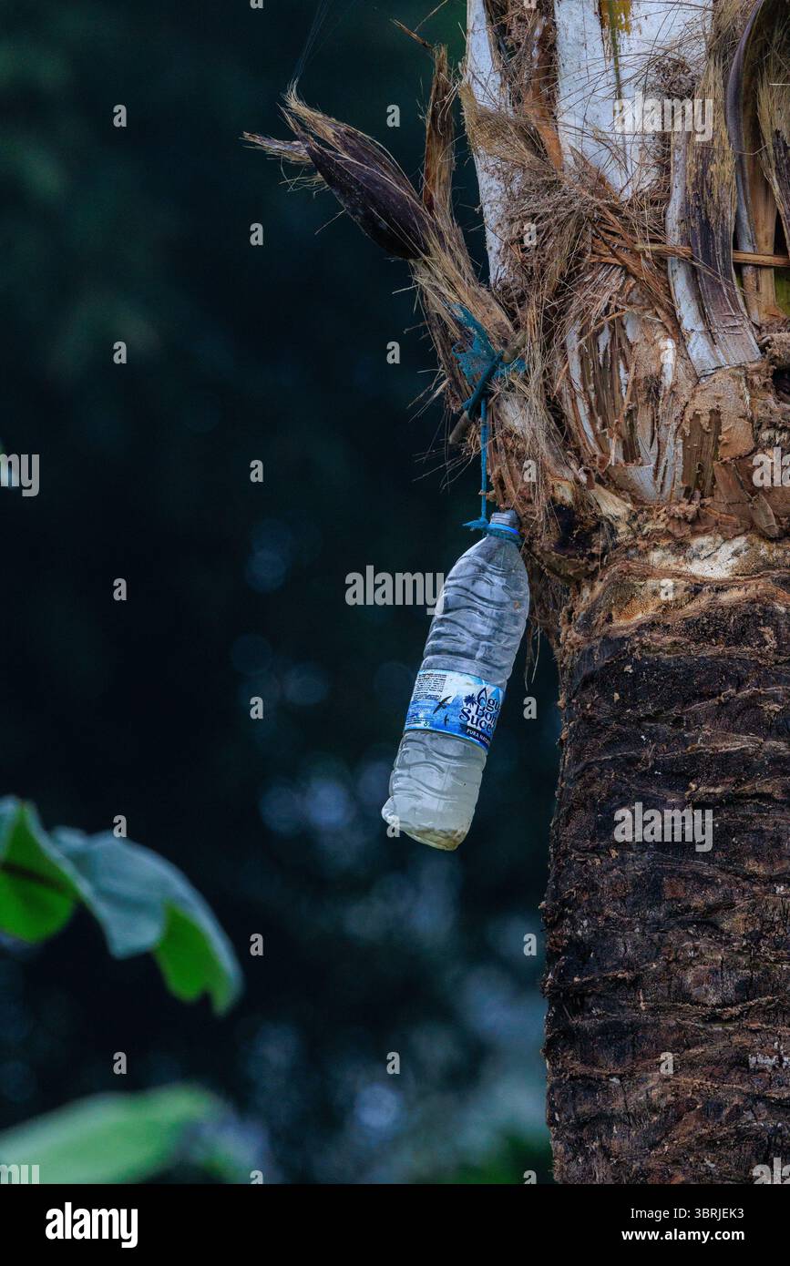 a close up of a plastic water bottle attached to the cut flower stump at the top of a palm tree to collect the sap to make palm wine in sao tome Stock Photo